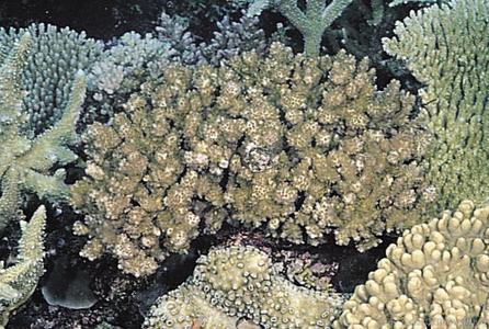 CotW preview: Acropora listeri