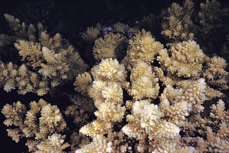 CotW: Acropora listeri