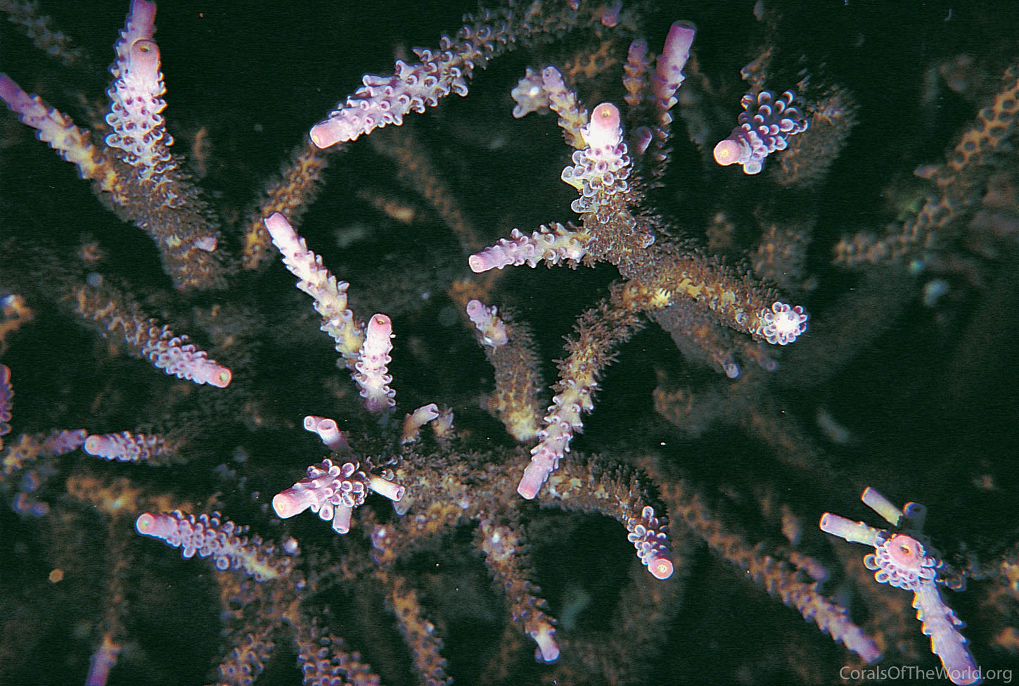 Acropora loisetteae