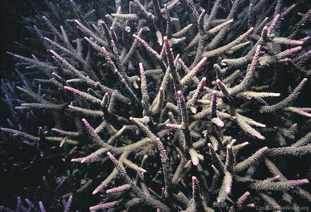 CotW preview: Acropora loisetteae