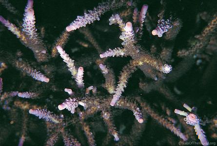 CotW: Acropora loisetteae
