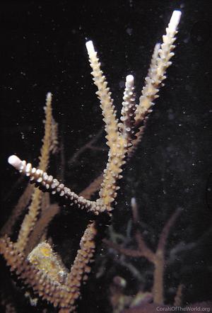 CotW: Acropora loisetteae