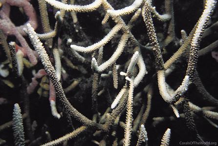 CotW: Acropora loisetteae