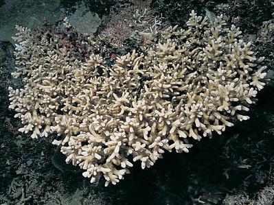 CotW preview: Acropora lokani