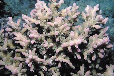 CotW: Acropora lokani