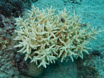 CotW: Acropora lokani