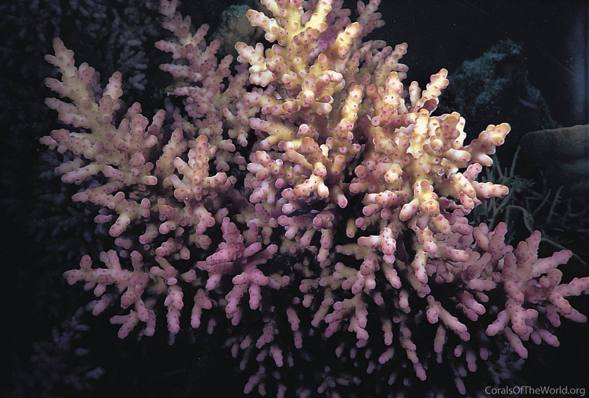 Acropora longicyathus
