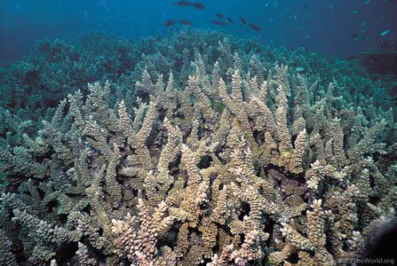 CotW preview: Acropora longicyathus