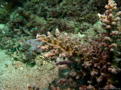 CotW: Acropora longicyathus