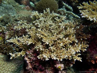 CotW: Acropora longicyathus