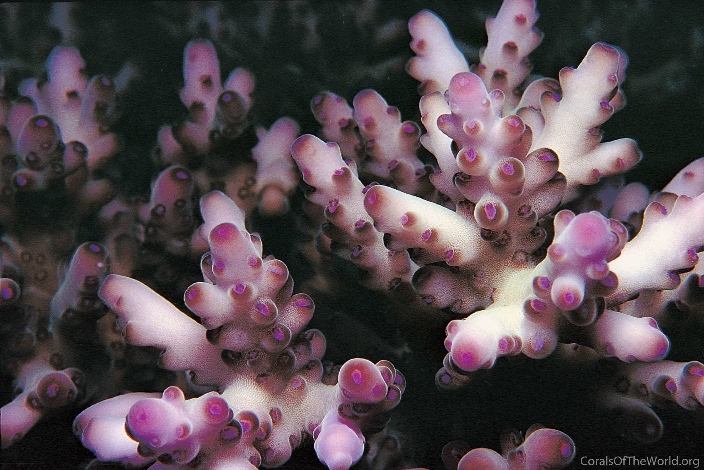 Acropora loripes