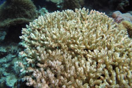 CotW preview: Acropora loripes