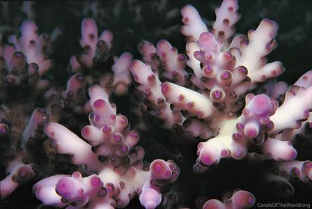 CotW: Acropora loripes