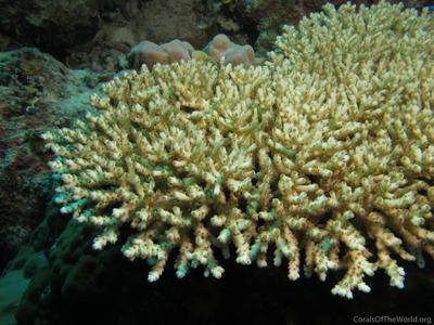 CotW: Acropora loripes