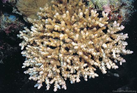 CotW: Acropora loripes