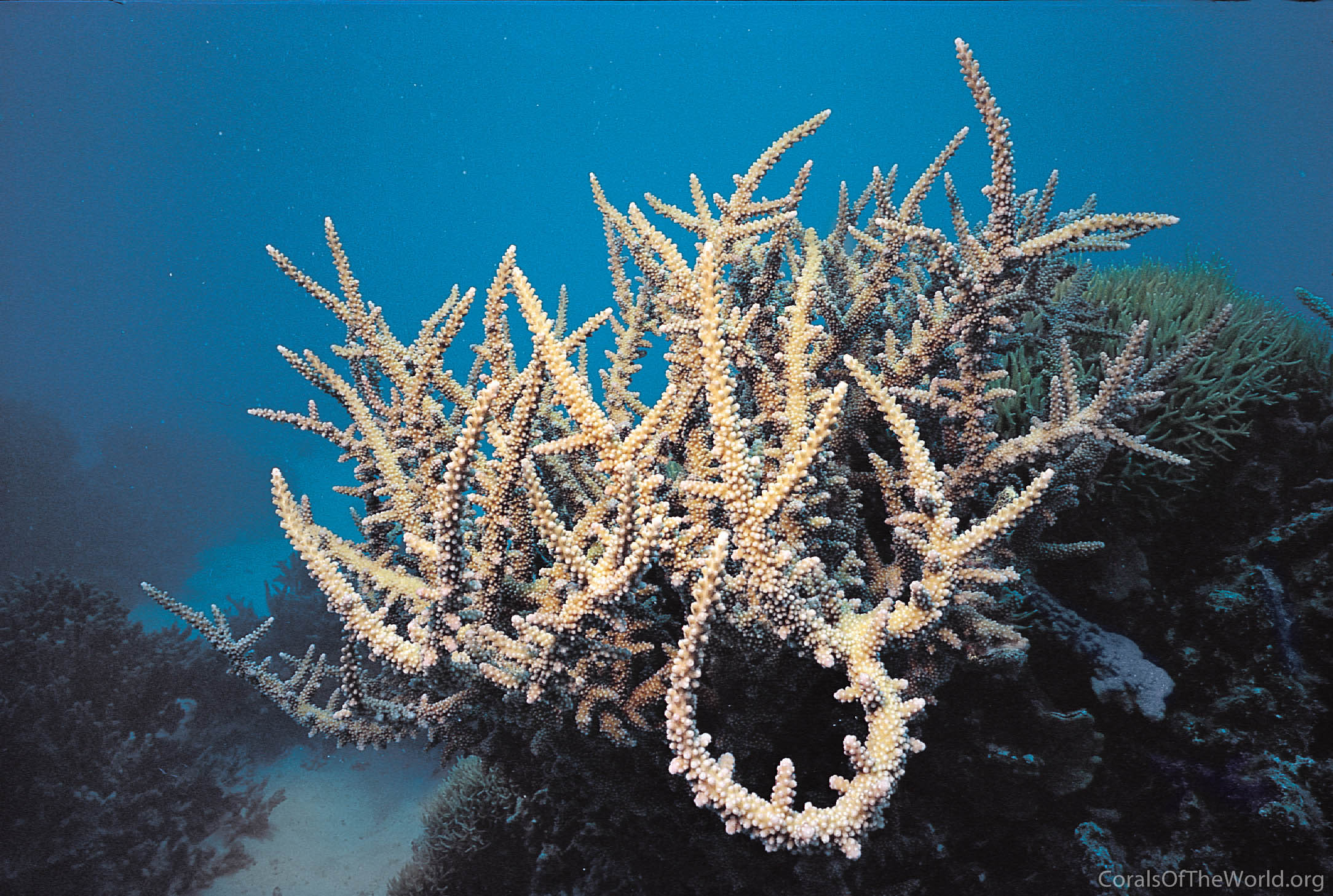Acropora lovelli