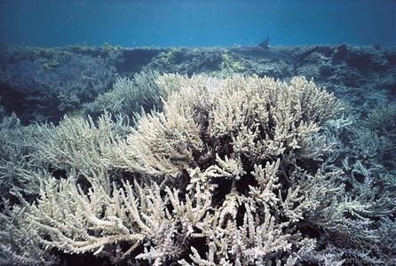 CotW: Acropora lovelli