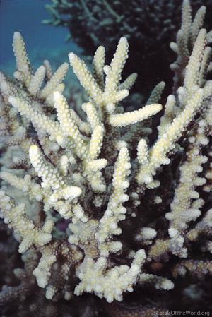 CotW: Acropora lovelli