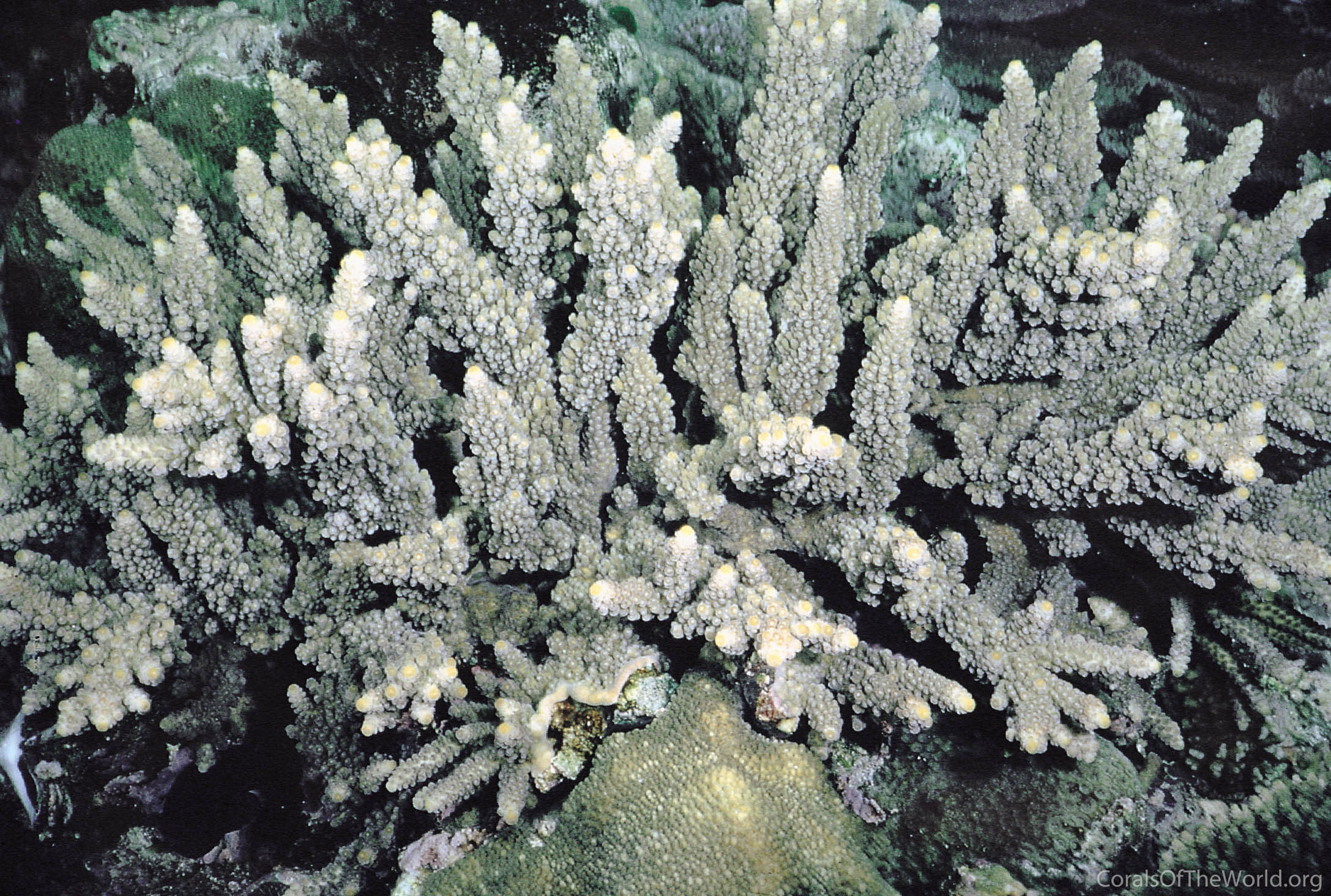 Acropora lutkeni