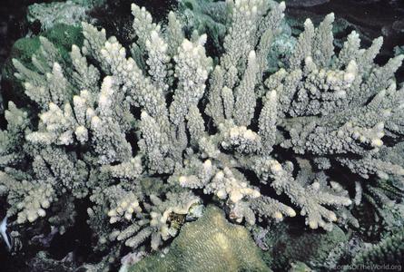 CotW preview: Acropora lutkeni