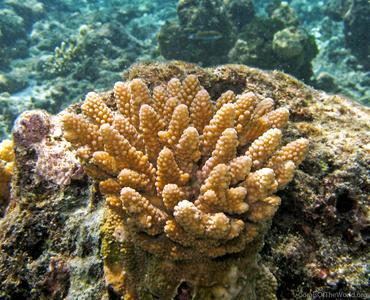 CotW: Acropora lutkeni