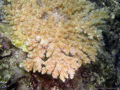 CotW: Acropora lutkeni