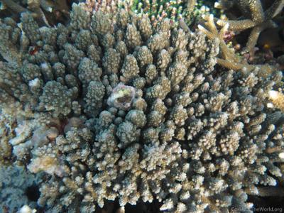 CotW: Acropora lutkeni