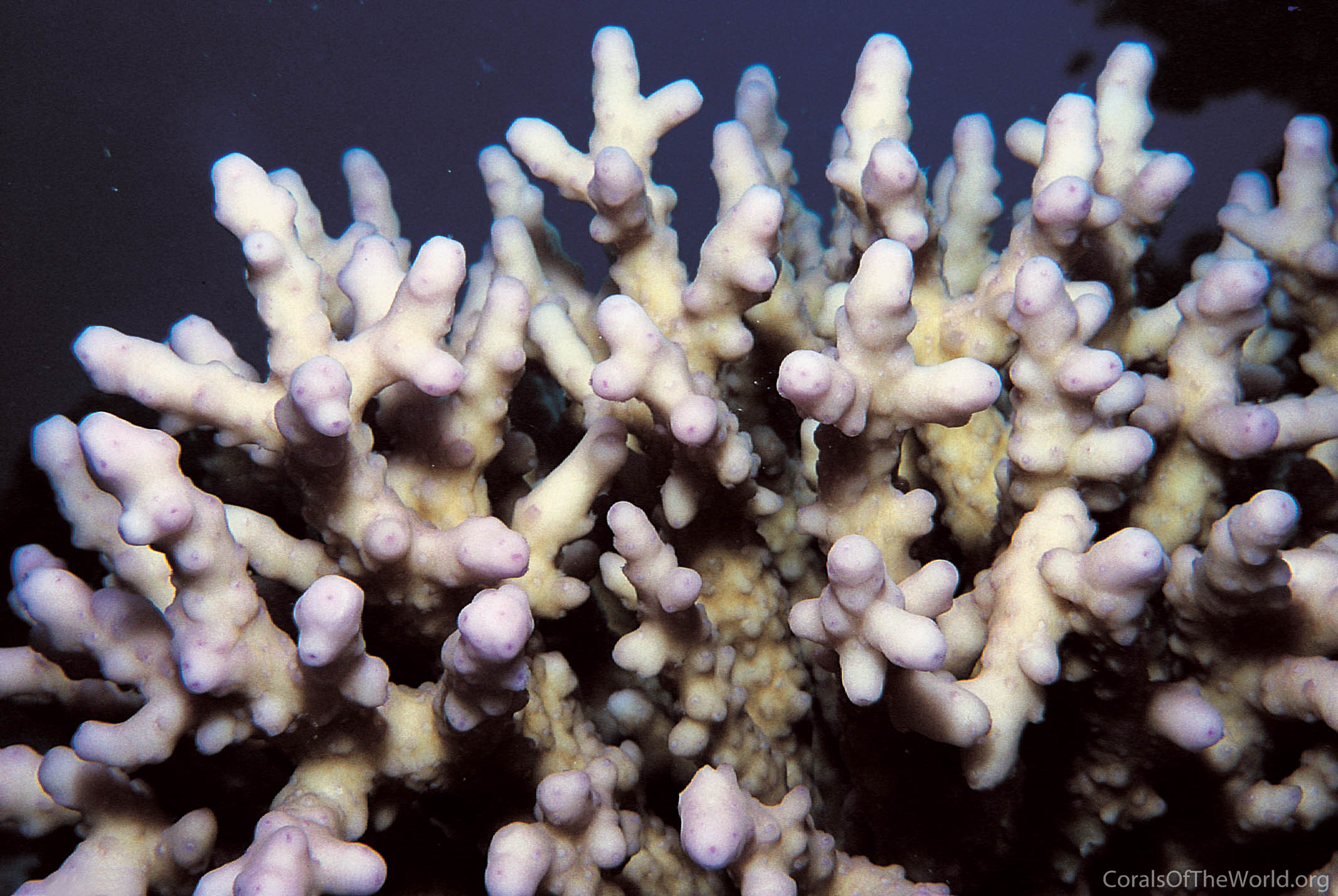 Acropora maryae