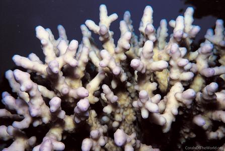 CotW: Acropora maryae