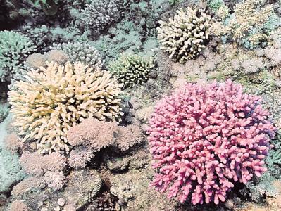 CotW: Acropora maryae