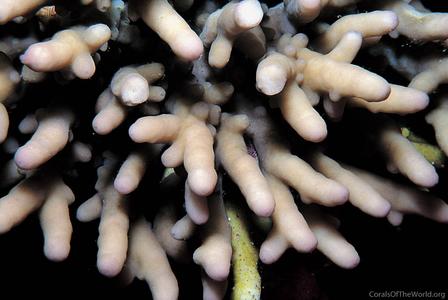 CotW: Acropora maryae