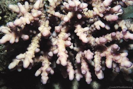 CotW: Acropora maryae