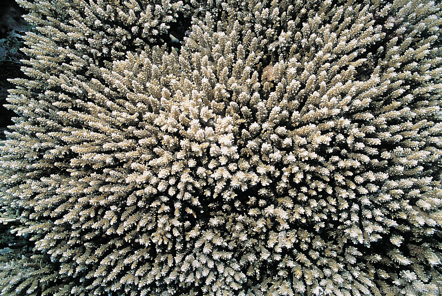Acropora massawensis
