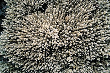 CotW: Acropora massawensis