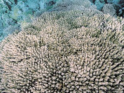 CotW: Acropora massawensis
