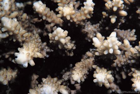 CotW: Acropora massawensis