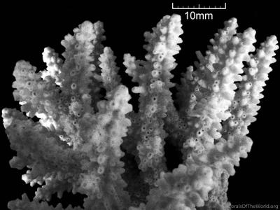CotW: Acropora massawensis