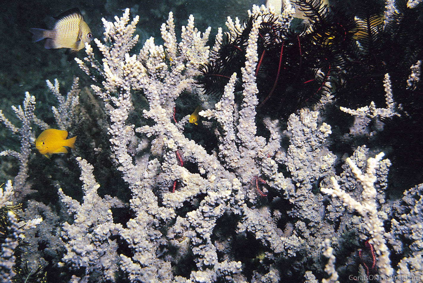 Acropora meridiana