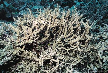 CotW: Acropora meridiana