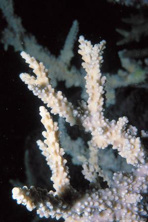 CotW: Acropora meridiana