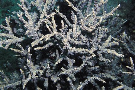 CotW: Acropora meridiana