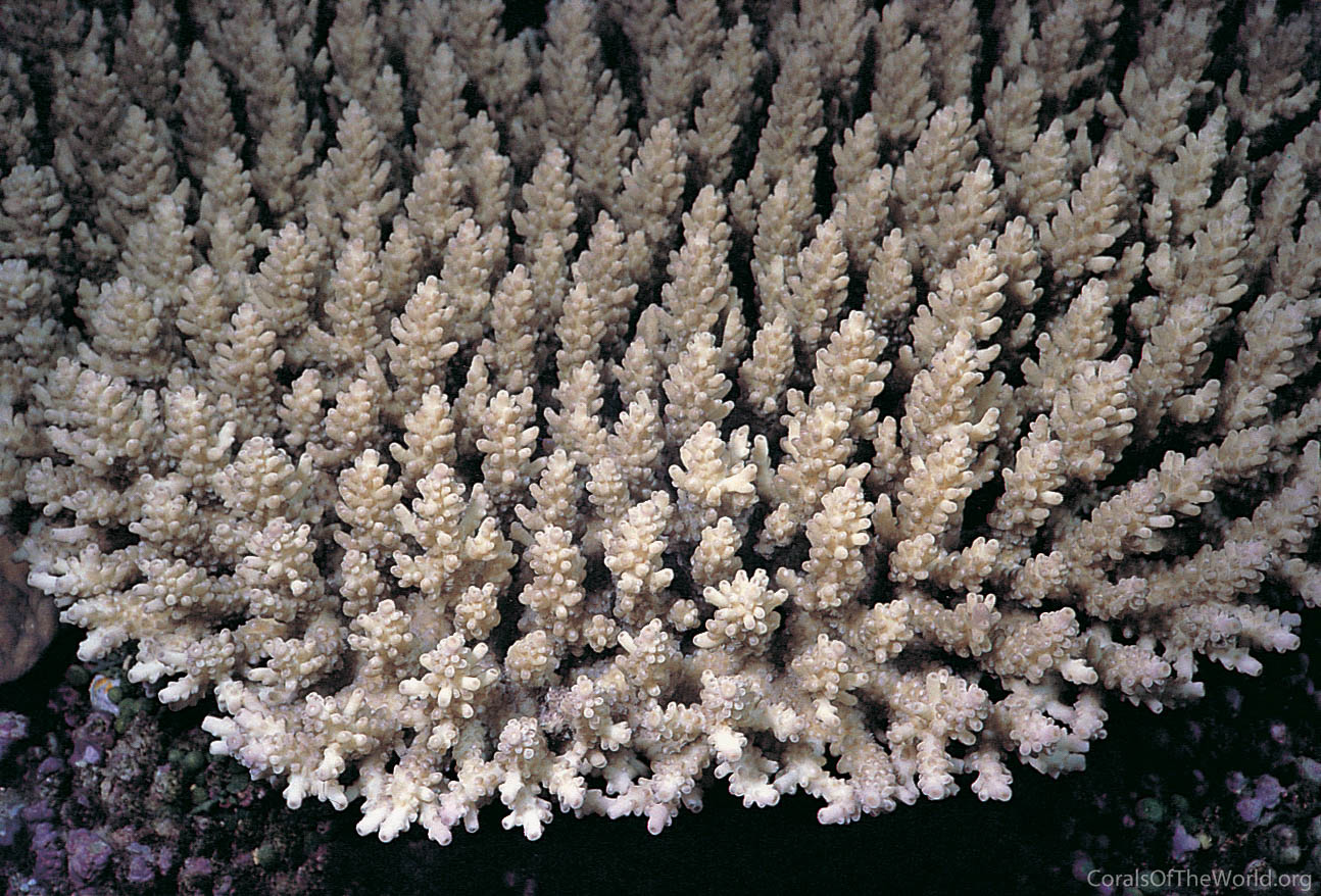 Acropora microclados