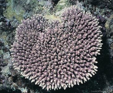 CotW preview: Acropora microclados