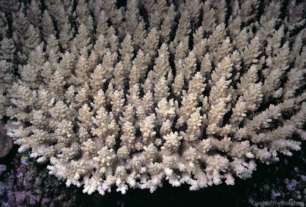 CotW: Acropora microclados