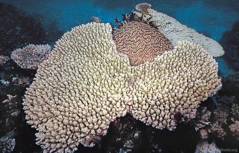CotW: Acropora microclados