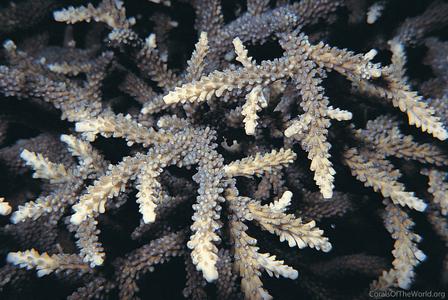 CotW: Acropora microphthalma
