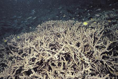 CotW: Acropora microphthalma