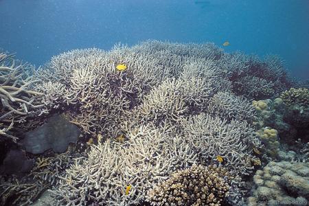 CotW: Acropora microphthalma