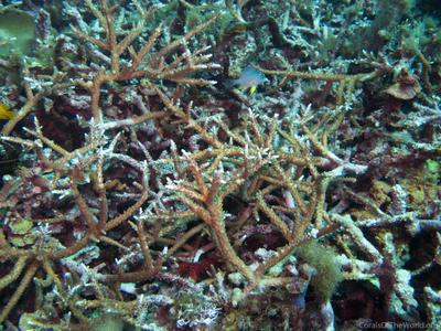 CotW: Acropora microphthalma