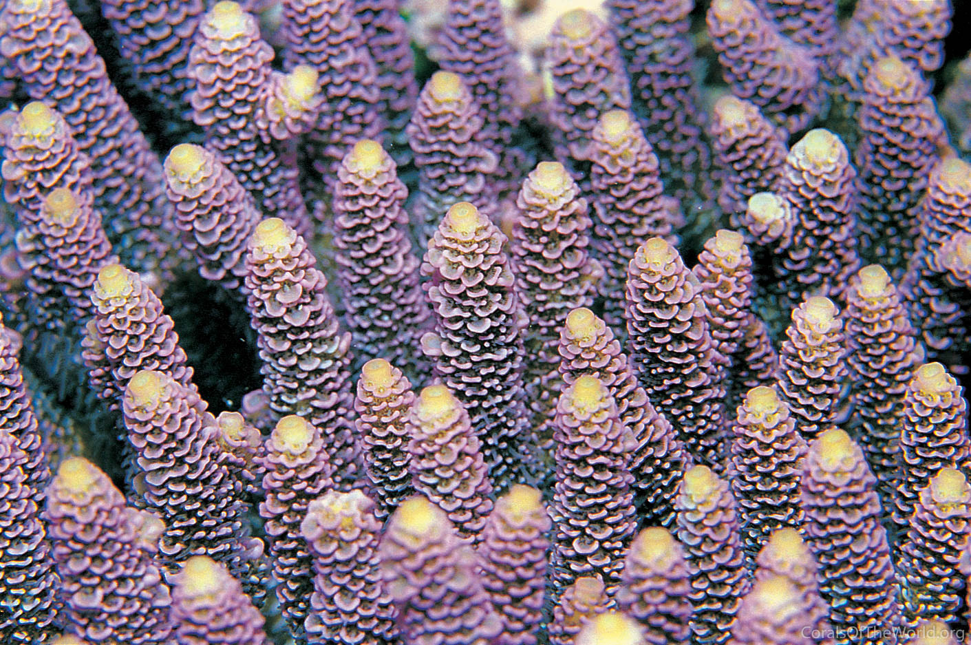 Acropora millepora